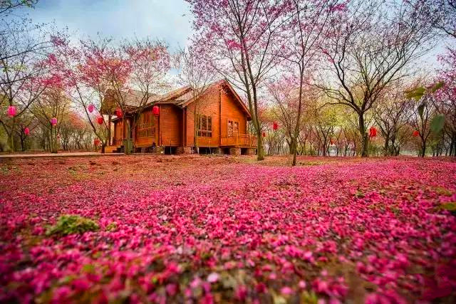 3月方元 桃花 3.jpg