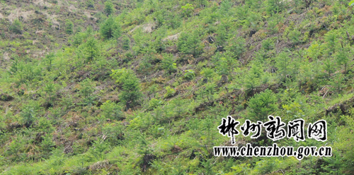 桂东流源乡芳村村借城乡绿化攻坚-1.jpg