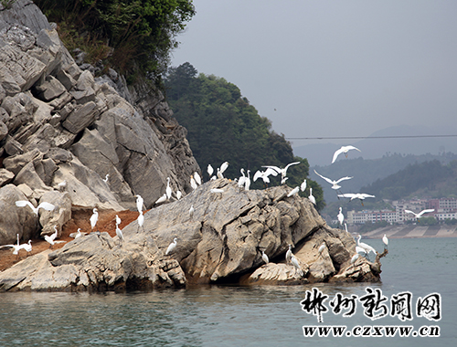 egrets.jpg
