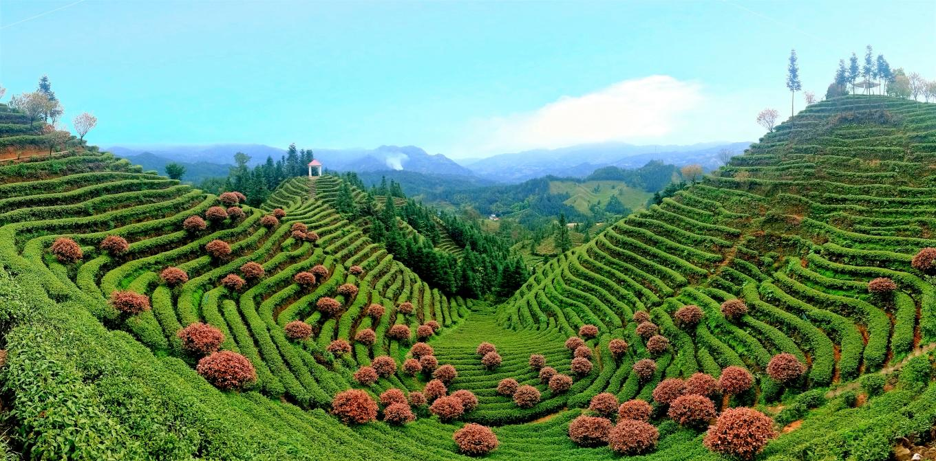 01 清泉镇万亩茶园.png